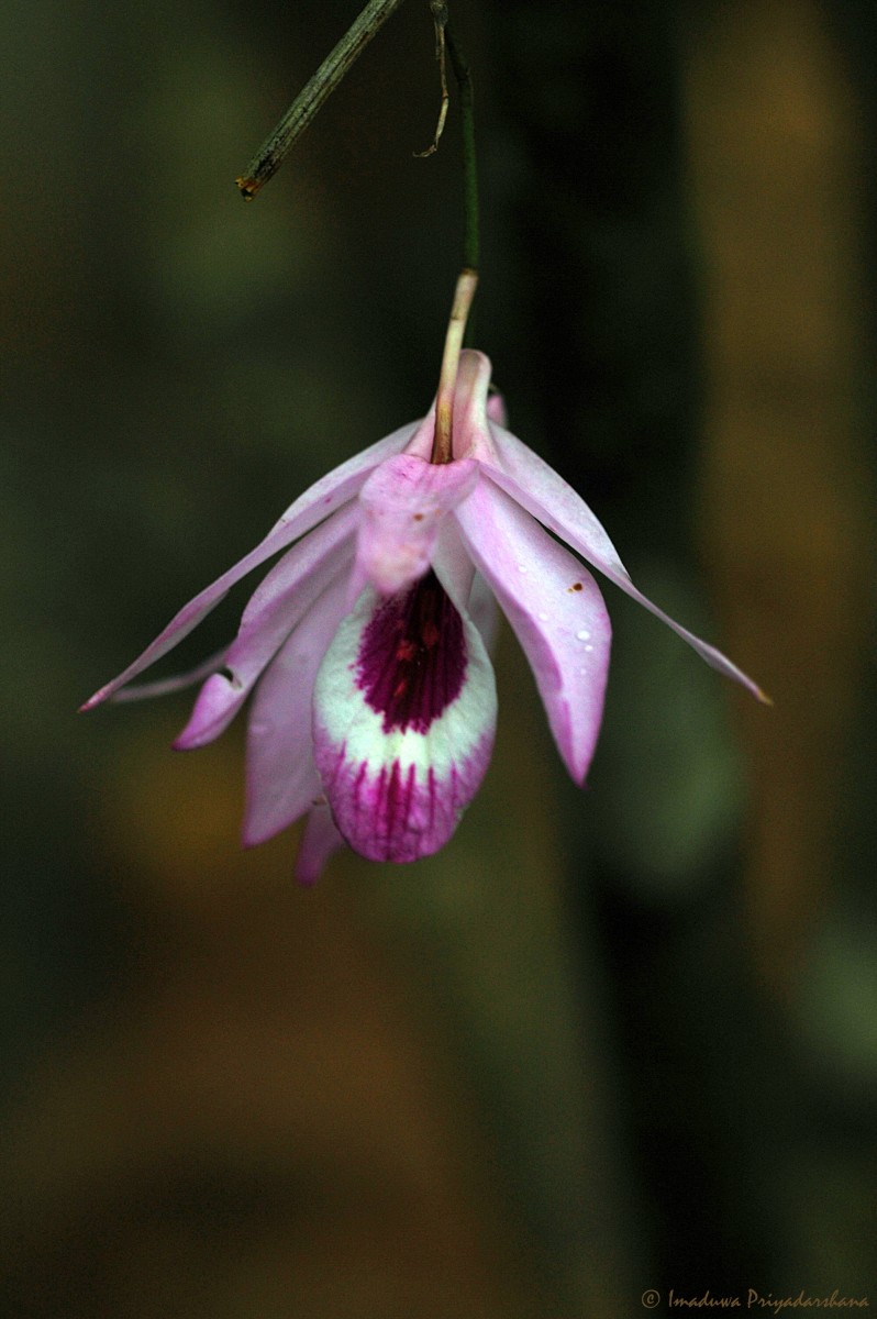 Dendrobium maccarthiae Thwaites